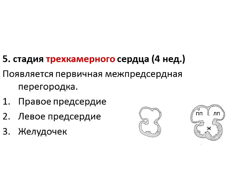 5. стадия трехкамерного сердца (4 нед.) Появляется первичная межпредсердная перегородка. Правое предсердие  Левое